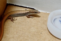 Elgaria multicarinata