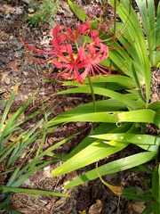 Lycoris radiata