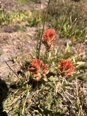Castilleja miniata