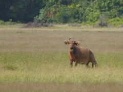 Syncerus caffer nanus