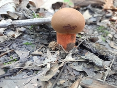 Cyanoboletus pulverulentus