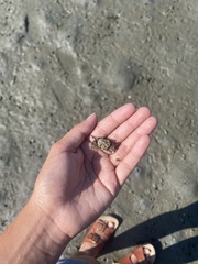 Hemigrapsus oregonensis