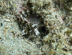 Parablennius gattorugine