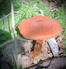 Cortinarius semisanguineus
