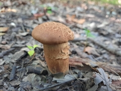 Cyanoboletus pulverulentus