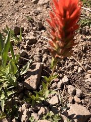 Castilleja miniata