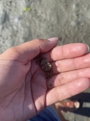 Hemigrapsus oregonensis