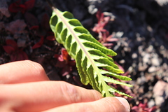 Polypodium pellucidum vulcanicum