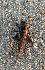 Gryllidae