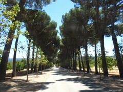 Pinus pinea