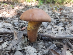 Cyanoboletus pulverulentus
