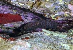 Lepadogaster candolii