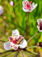 Sphaerophoria scripta