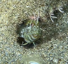 Parablennius incognitus