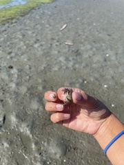 Hemigrapsus oregonensis