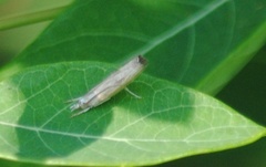 Parapediasia decorellus