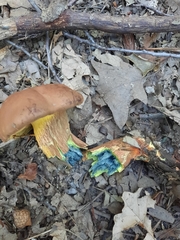 Cyanoboletus pulverulentus