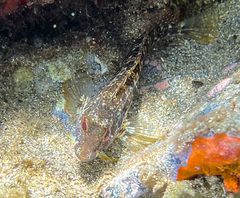 Parablennius pilicornis