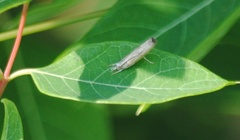 Parapediasia decorellus