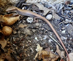 Elgaria multicarinata