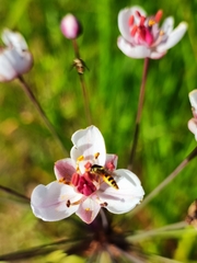 Sphaerophoria scripta