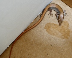 Elgaria multicarinata