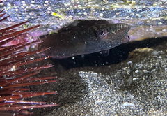 Lepadogaster candolii