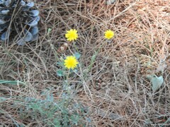 Sonchus tenerrimus