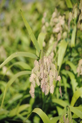 Chasmanthium