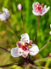 Sphaerophoria scripta