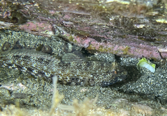 Gobius incognitus