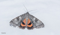 Catocala semirelicta