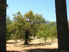 Fraxinus angustifolia