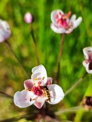 Sphaerophoria scripta