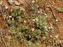 Viola cuneata