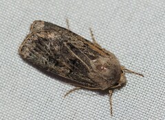 Agrotis