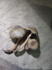 Psilocybe caerulescens