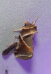 Habrosyne pyritoides