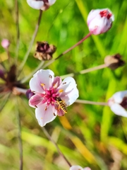 Sphaerophoria scripta