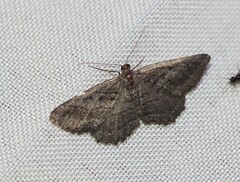 Rhoptria asperaria
