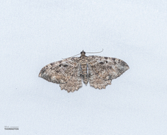 Rheumaptera meadii