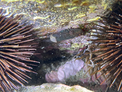 Lepadogaster candolii