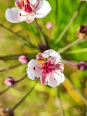 Sphaerophoria scripta