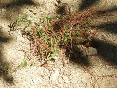 Centaurea calcitrapa