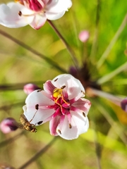 Sphaerophoria scripta