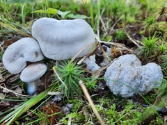 Entoloma abortivum