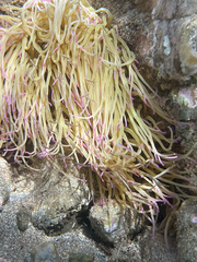 Anemonia viridis