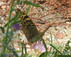 Centaurea calcitrapa