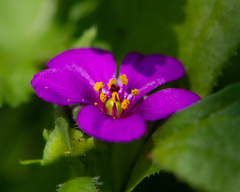 Calandrinia ciliata