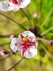 Sphaerophoria scripta